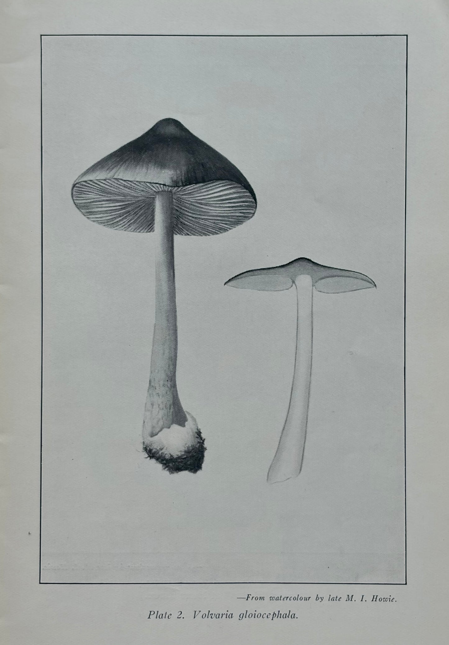Victorian Fungi, 1941