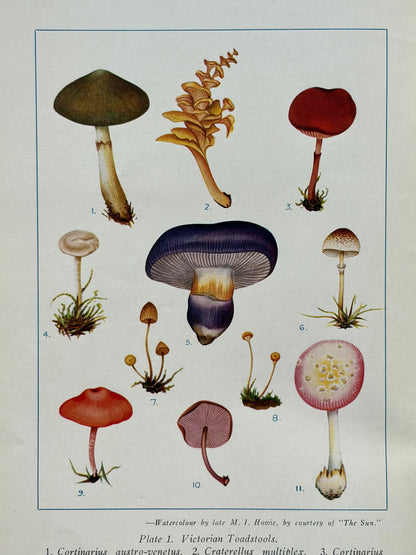 Victorian Fungi, 1941