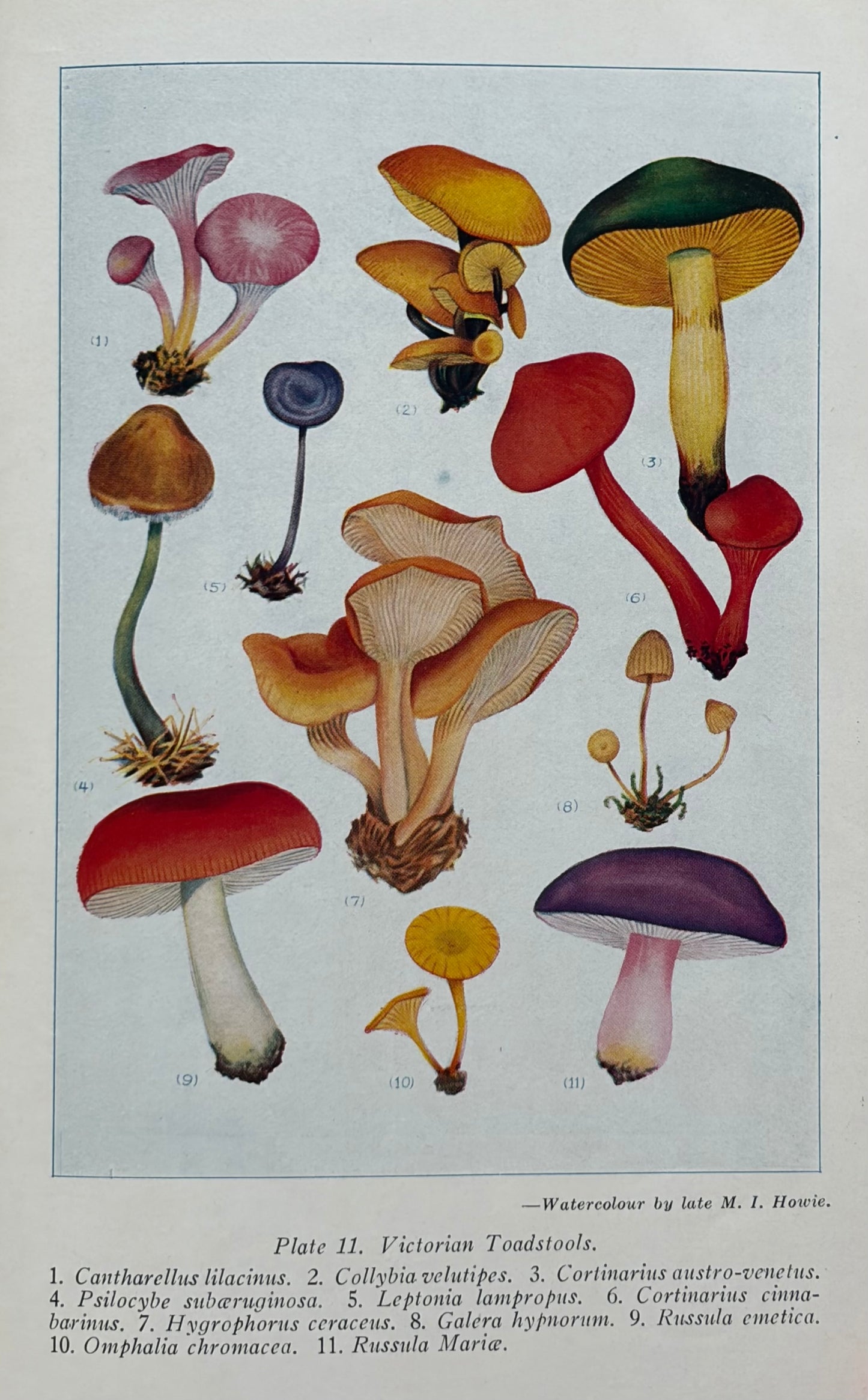 Victorian Fungi, 1941
