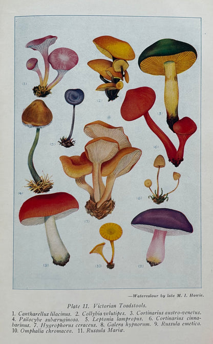 Victorian Fungi, 1941