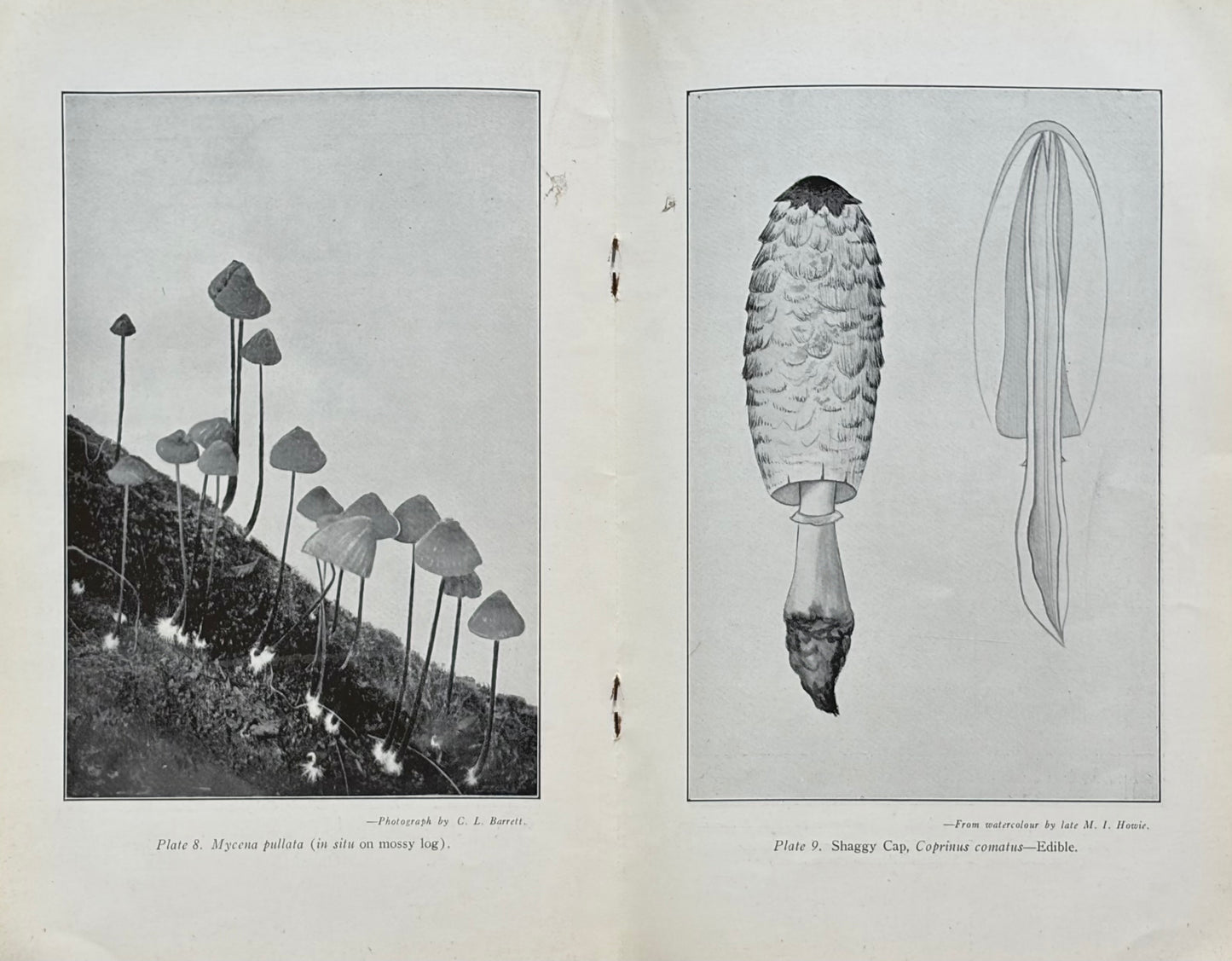 Victorian Fungi, 1941