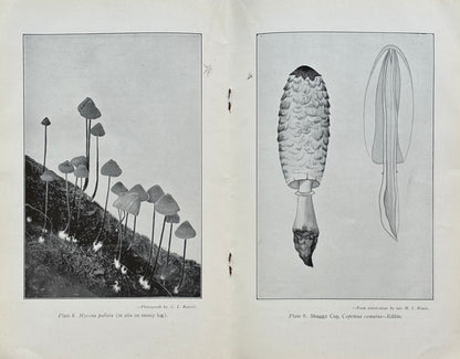 Victorian Fungi, 1941